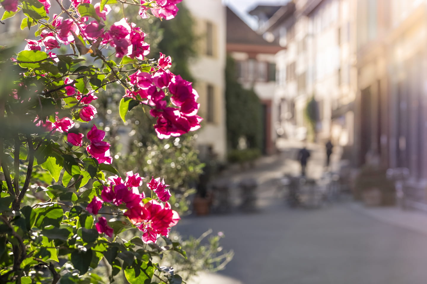 Basel Altstadt Blumen